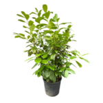 LS-Événements - Plantes vertes naturelles