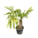 LS-Événements - Plantes vertes naturelles